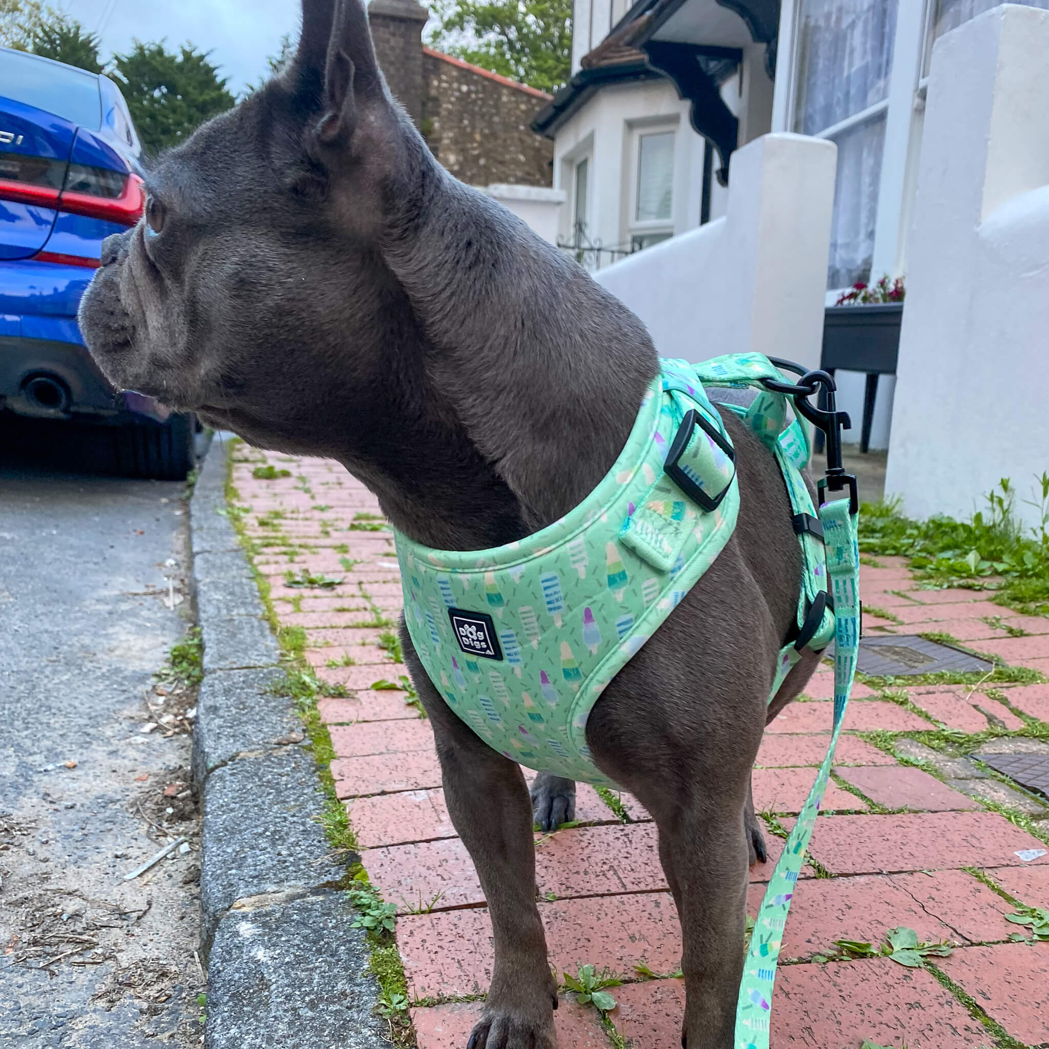 french bulldog wearing Mint Green Ice Lolly pattern dog harness