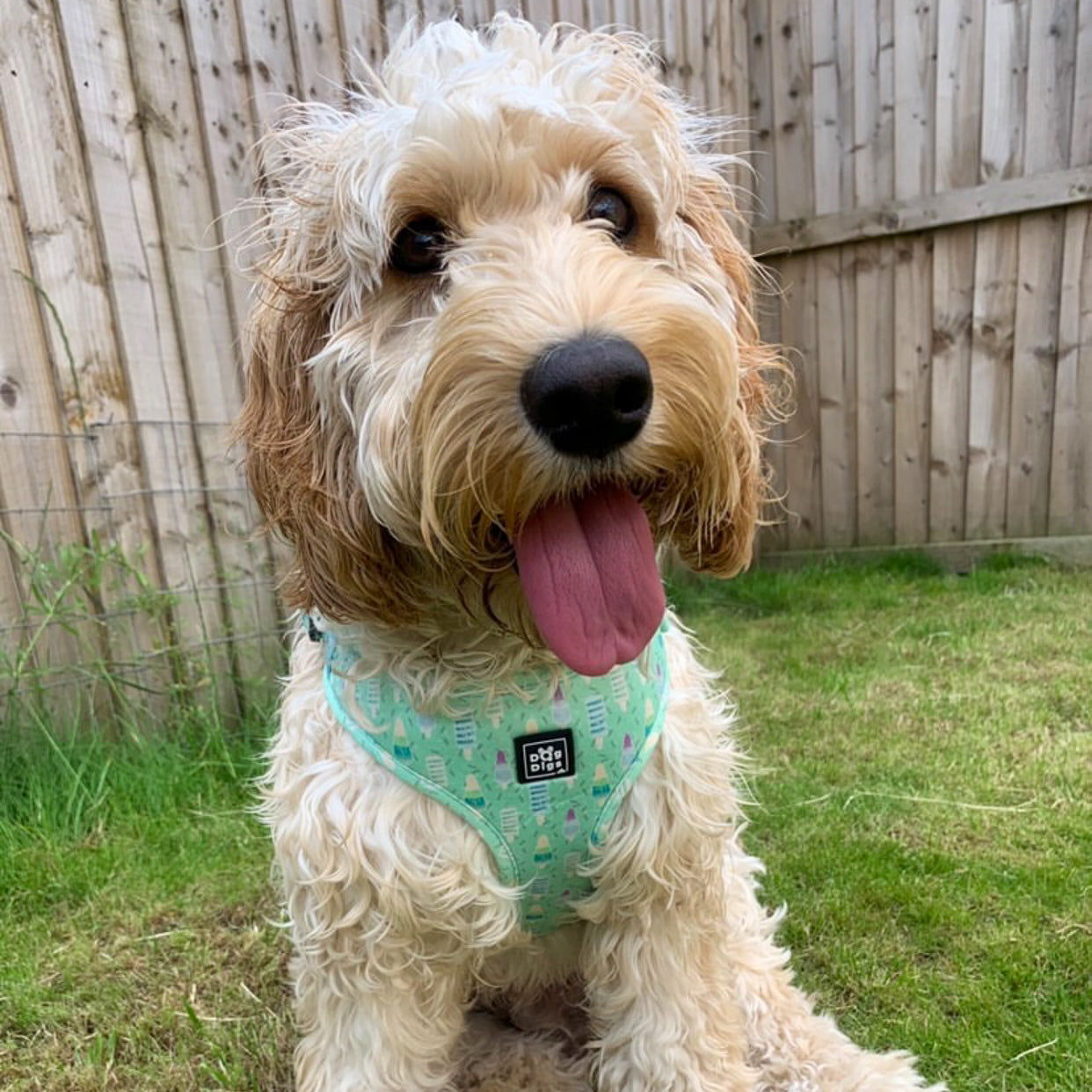 cockapoo wearing Mint Green Ice Lolly pattern dog harness