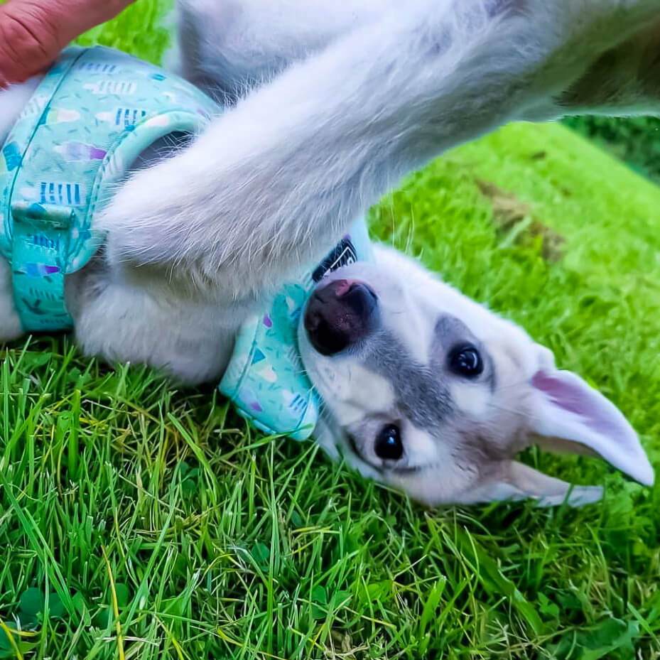 Mint Freeze - Ice Lolly - Adjustable Dog Harness